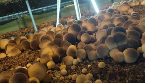 Straw Mushroom Cultivation